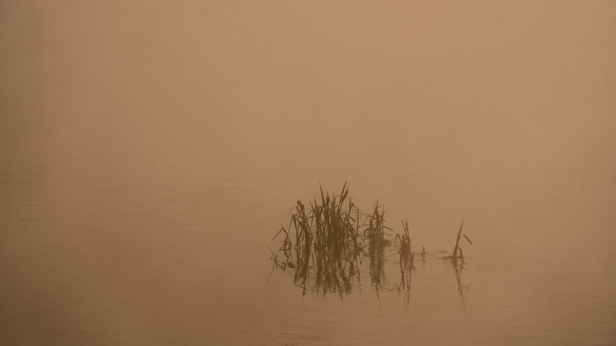 Des roseaux dans la brume au lever du jour